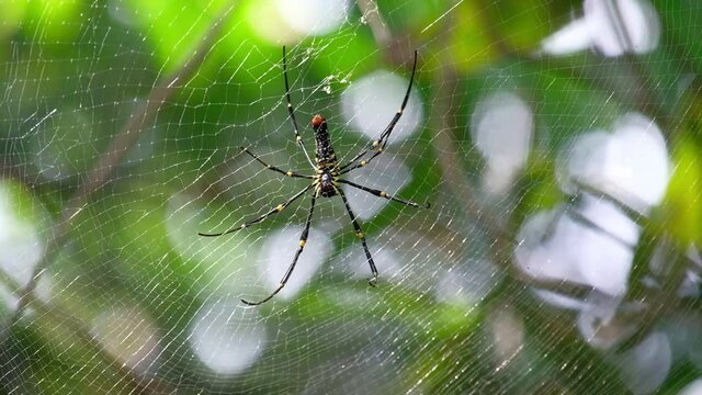 Nephila or golden silk spider on the webs