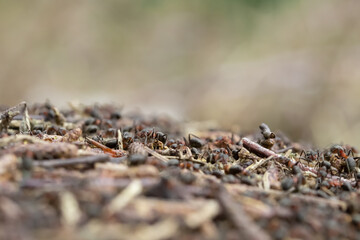 Closeup view on an antcolony in the forest.