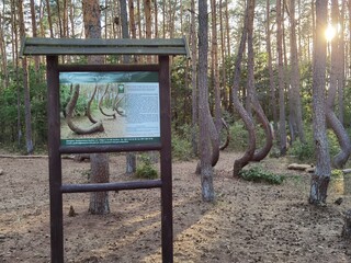 Polen, Krzywy Las, Krummer Wald, Gryfino