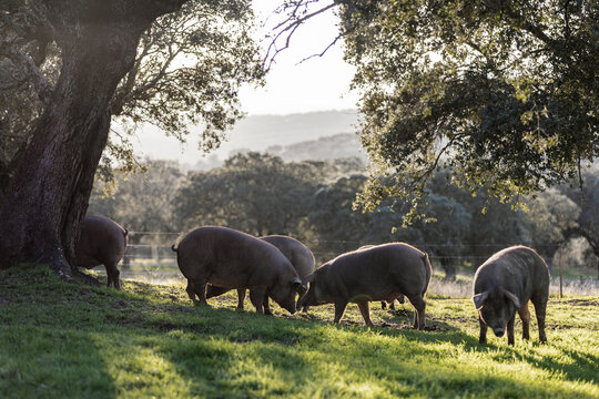 Iberian pigs eating in the middle of nature