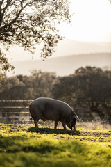 Iberian pigs eating in the middle of nature - 426812301