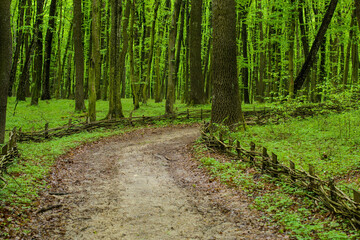 Obraz premium forest trail