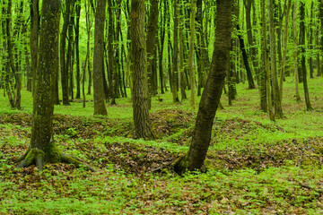 green forest in May