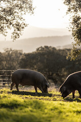 Iberian pigs eating in the middle of nature
