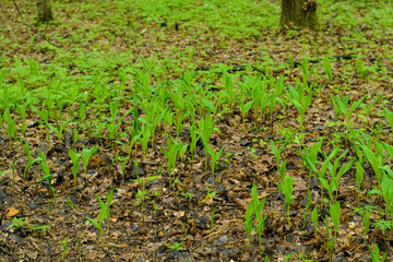 lily of the valley in the woods