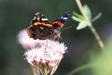 Vanessa atalanta is a well-characterized, medium-sized butterfly with black wings, red bands, and white spots