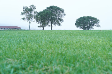 霧の中の牧草地と木々