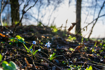 spring flowers in the grass