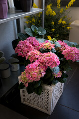Beautiful pink hydrangea plant potted in a wicker basket in an urban garden.