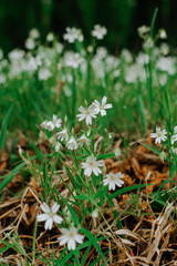 forest flowers in May