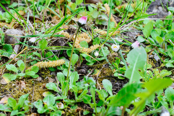 daisies grow in the forest
