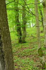 green forest in May