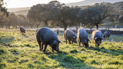 Iberian pigs eating in the middle of nature - 426813527