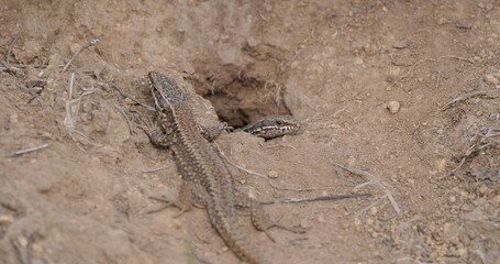 Una pareja de lagartijas roqueras (Podarcis muralis) en su madriguera.