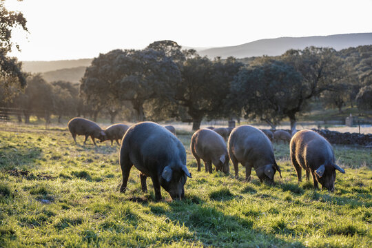 Iberian pigs eating in the middle of nature