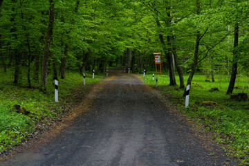 forest trail