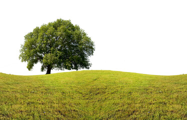 tree one isolated spring green grass lawn sky clouds in spring  for