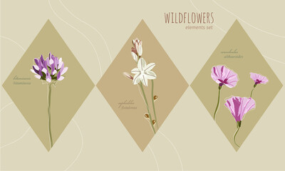 Colored Mediterranean wild flowers. Onionweed, mallow bindweed and pitch trefoil, hand drawn in flat style and muted colors like purple, white, pink and beige suitable for postcards or any composition