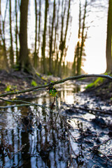 small river in the woods (Brandenburg, Germany)