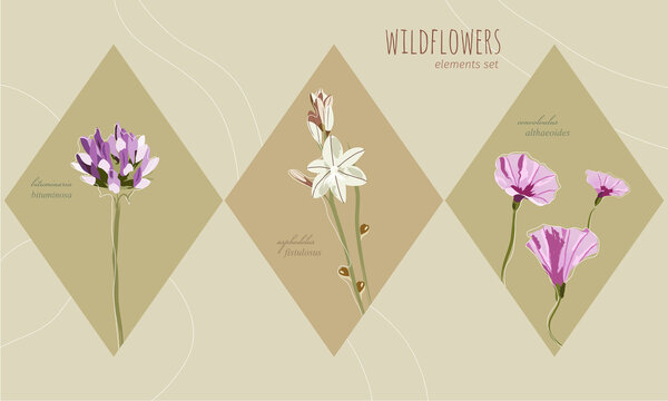 Colored Mediterranean wild flowers. Onionweed, mallow bindweed and pitch trefoil, hand drawn in flat style and muted colors like purple, white, pink and beige suitable for postcards or any composition