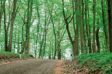 Obraz premium forest trail