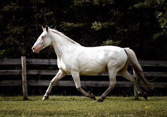 Few spot leopard color knabstrupper mare runing in the green grass pasture in summer.