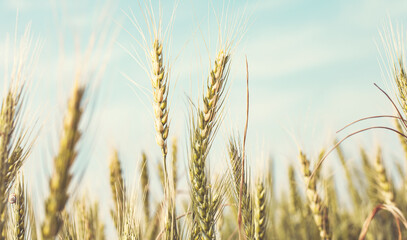 Wheat harvesting in the summer. Golden ear of ripe wheat on the field.