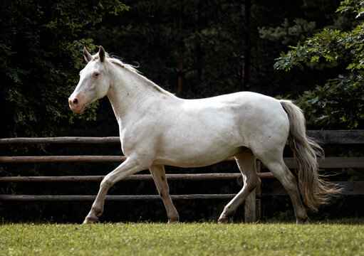 Few spot leopard color knabstrupper mare runing in the green grass pasture in summer.