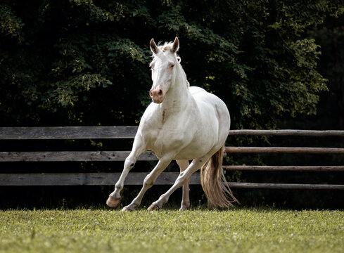 Few spot leopard color knabstrupper mare runing in the green grass pasture in summer.