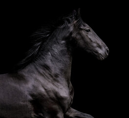 Fototapeta na wymiar Black friesian stallion isolated on black background. Animal portrait in motion.