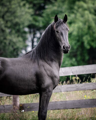 Black young freisian stallion running and playing in the fenced pasture in summer day.