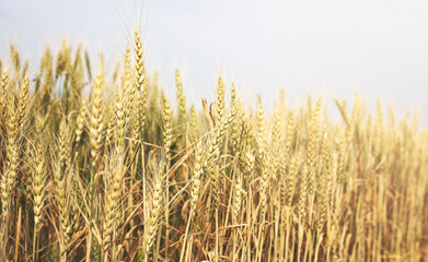 Wheat harvesting in the summer. Golden ear of ripe wheat on the field.