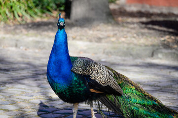 Naklejka premium Pfau im sonnigen Innenhof von Schloss Rheydt