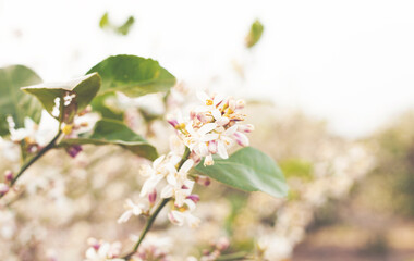 Flowers of an orange tree among leaves. 
