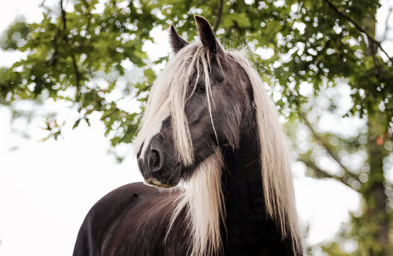 Irish (gypsy) cob horse's head with extra long flaxen blond mane outside in the summer against green trees.