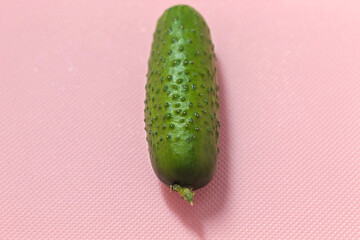 On a pink background of a horizontal photo, a ripe cucumber