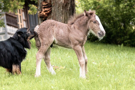 Black dog sniffing cute horse tinker breed foal in summer near house. Aminal interaction.