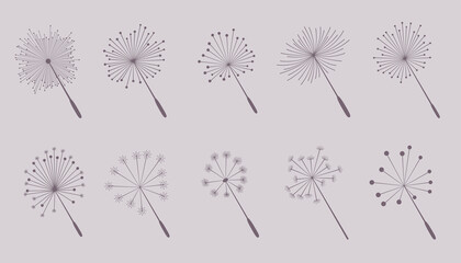 dandelion flower seeds collection of ten