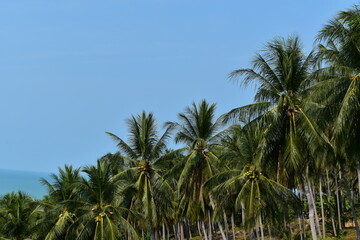 Fototapeta na wymiar palm trees in the wind