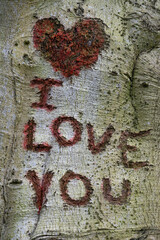 Statement I love you and a heart cut in a tree bark as a symbol 