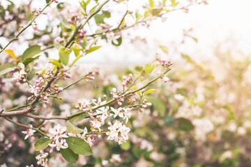 Flowers of an orange tree among leaves. 