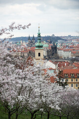 Flowing Almond blossom in spring time, Prague, Czech Republic