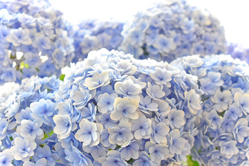 6 8 Gentle Lush Wall Murals Canvas Prints Stickers Wallsheaven