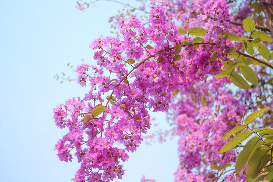 Queen's flower or colorful purple lagerstroemia speciosa branch blooming on blue sky background