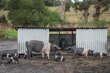 piglets on a pig farm