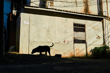Street photo of a silhouette of a street dog roaming the dark street, with a bright sunny building wall in the background, Boracay Island, Philippines