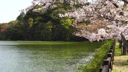 新緑の風景 香川県亀鶴公園 Wall Mural Wallpaper Murals Kozo