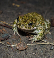 frog (Bufo viridis) traveling at night