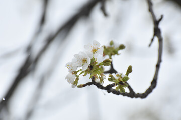 Obraz premium Snow in spring on a tree blossom. Concept of bad weather condition, frost and agriculture disaster. Damage to the orchard