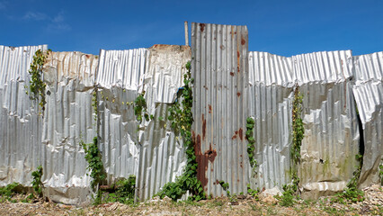 Close-up of a construction site fence made from old rusty corrugated metal sheets, plants crawling...